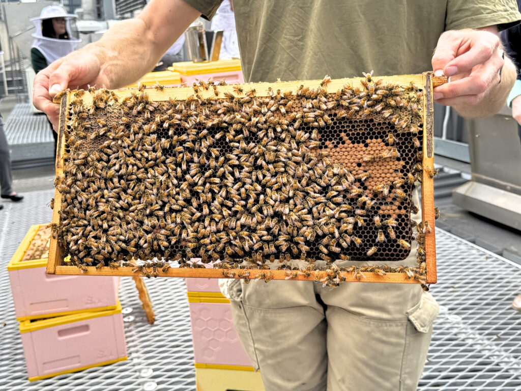 Urban Pollination Bee Hives at BCEC Brisbane