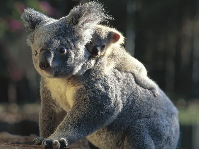 A mother koala and joey are nestled together, looking like a charming brisbaneqld11.
