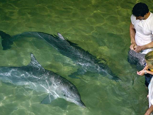 Brisbane, Queensland, Australia, features dolphins swimming near people in clear water.