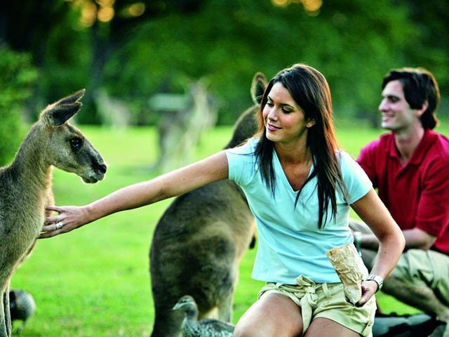 A woman offers food to a kangaroo near Brisbane, Queensland as a man smiles.