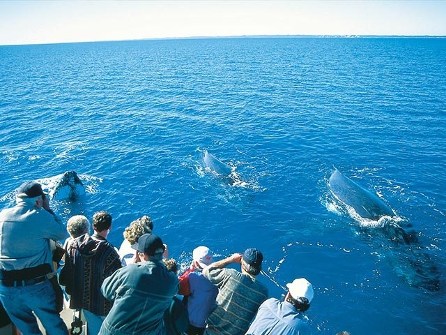 Tourists watch whales breach near Brisbane, Queensland.